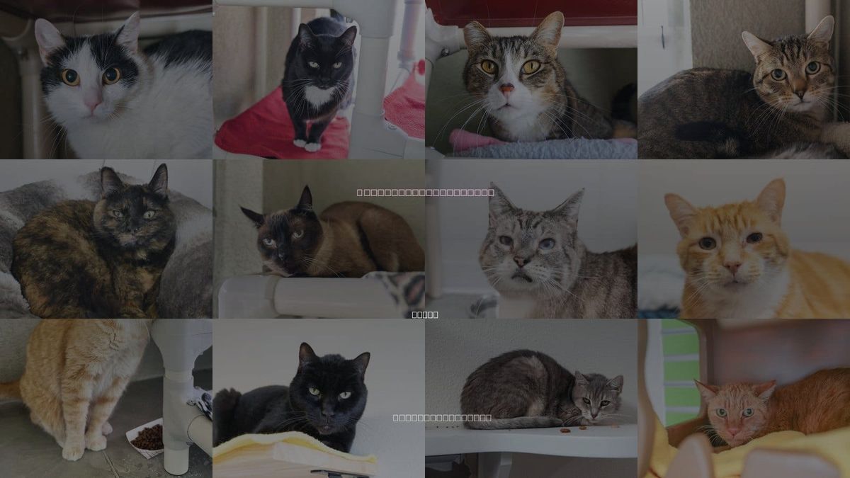 Cats for Adoption in Nampa, Idaho