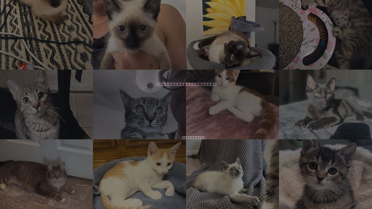 Cats for Adoption in Napa, California