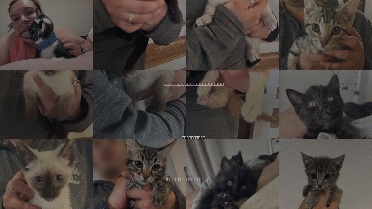 Cats for Adoption in Napa, California