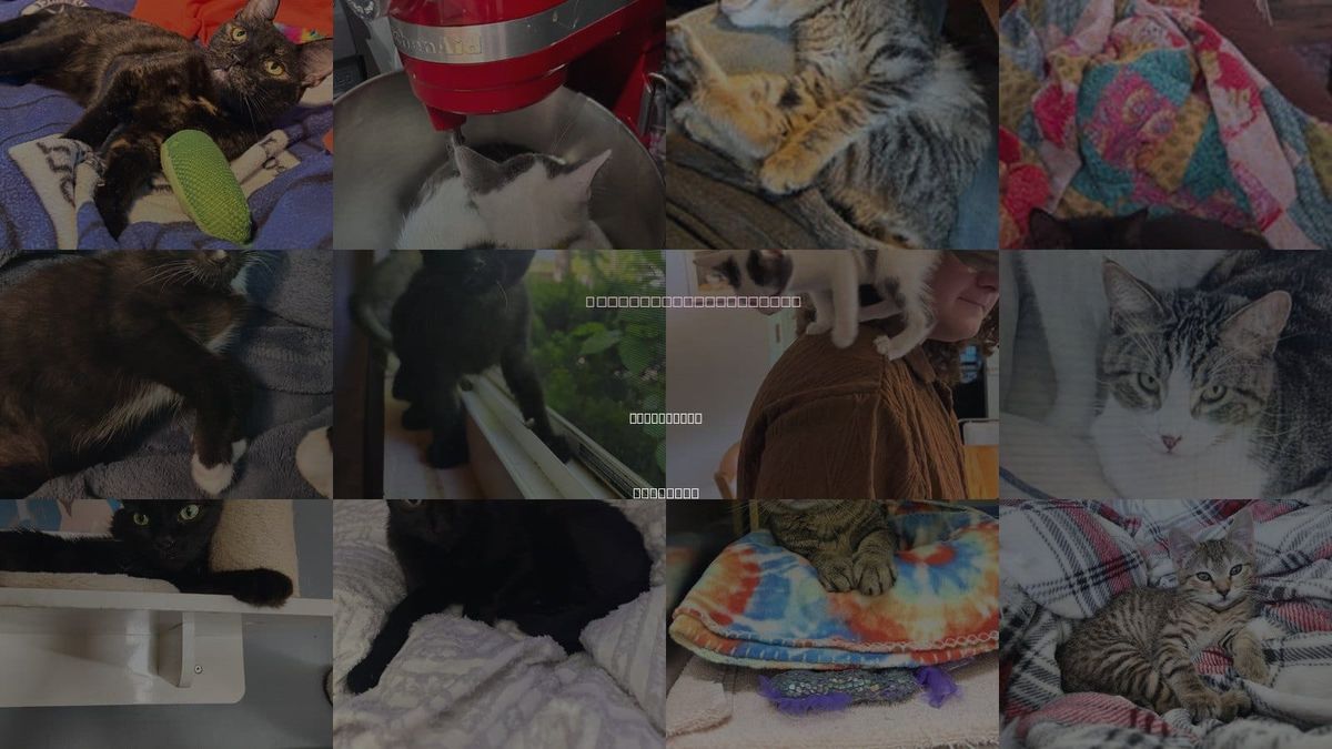 Cats for Adoption in Naperville, Illinois