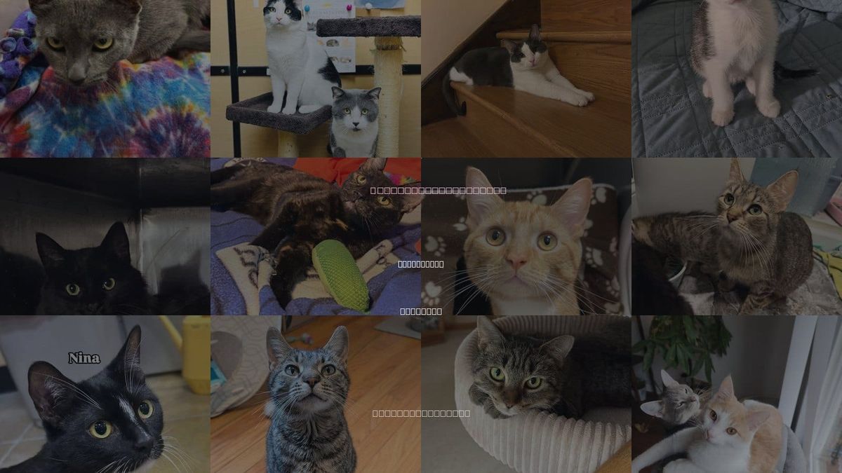 Cats for Adoption in Naperville, Illinois