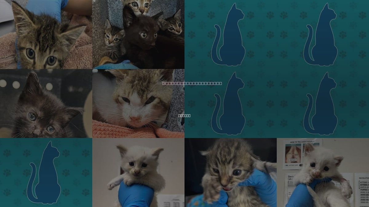 Cats for Adoption in Naples, Florida