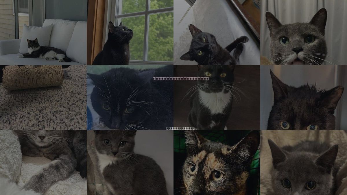 Cats for Adoption in Nashua, New Hampshire
