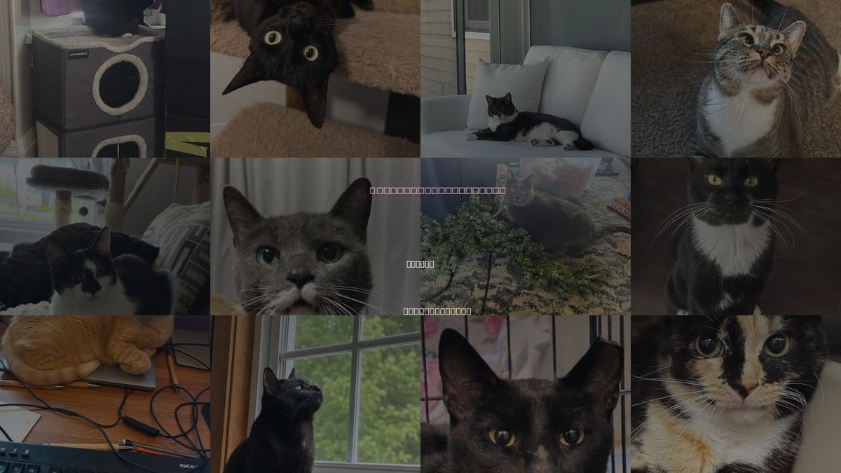 Cats for Adoption in Nashua, New Hampshire