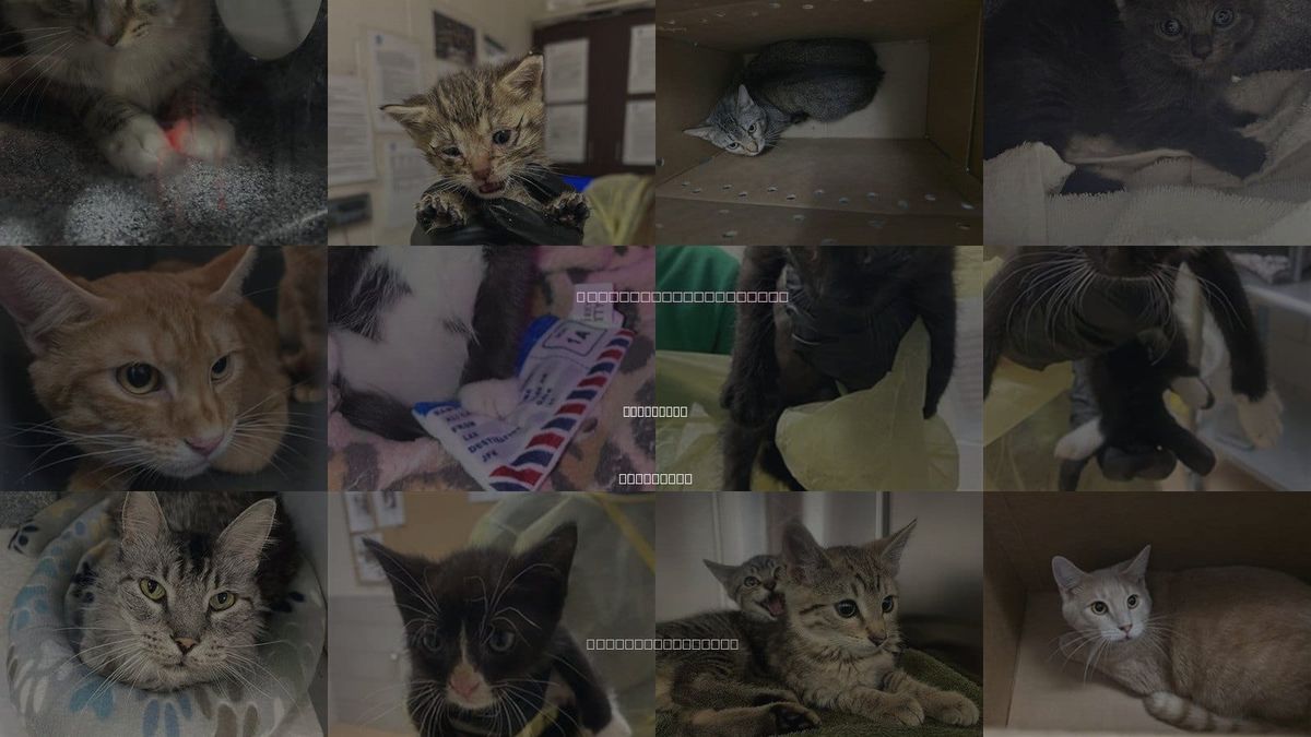 Cats for Adoption in Nashville, Tennessee
