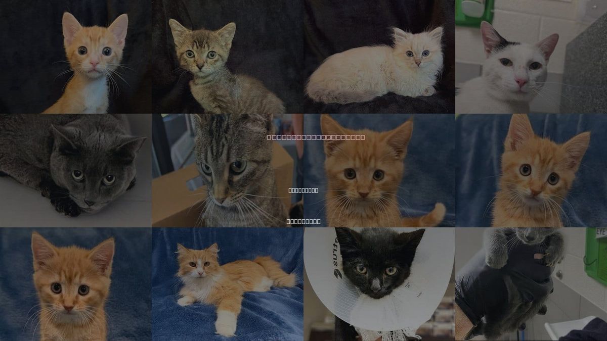 Cats for Adoption in Nashville, Tennessee