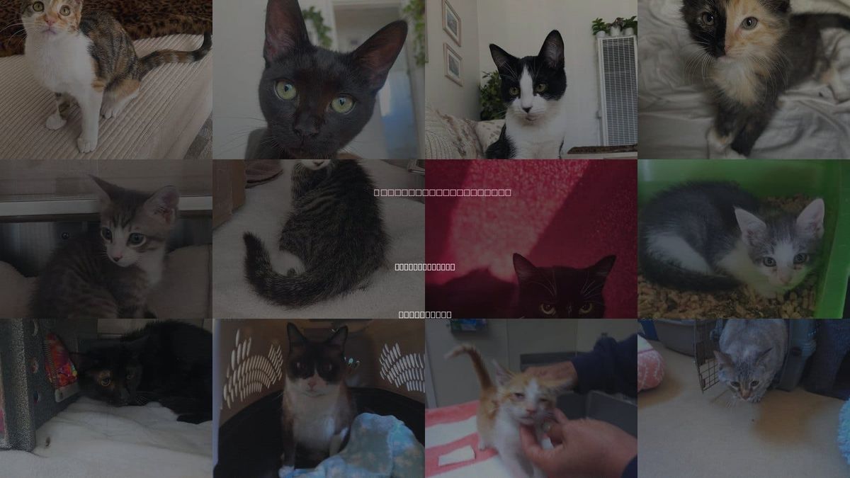 Cats for Adoption in National City, California