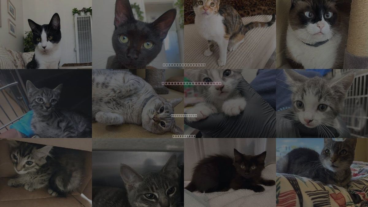 Cats for Adoption in National City, California