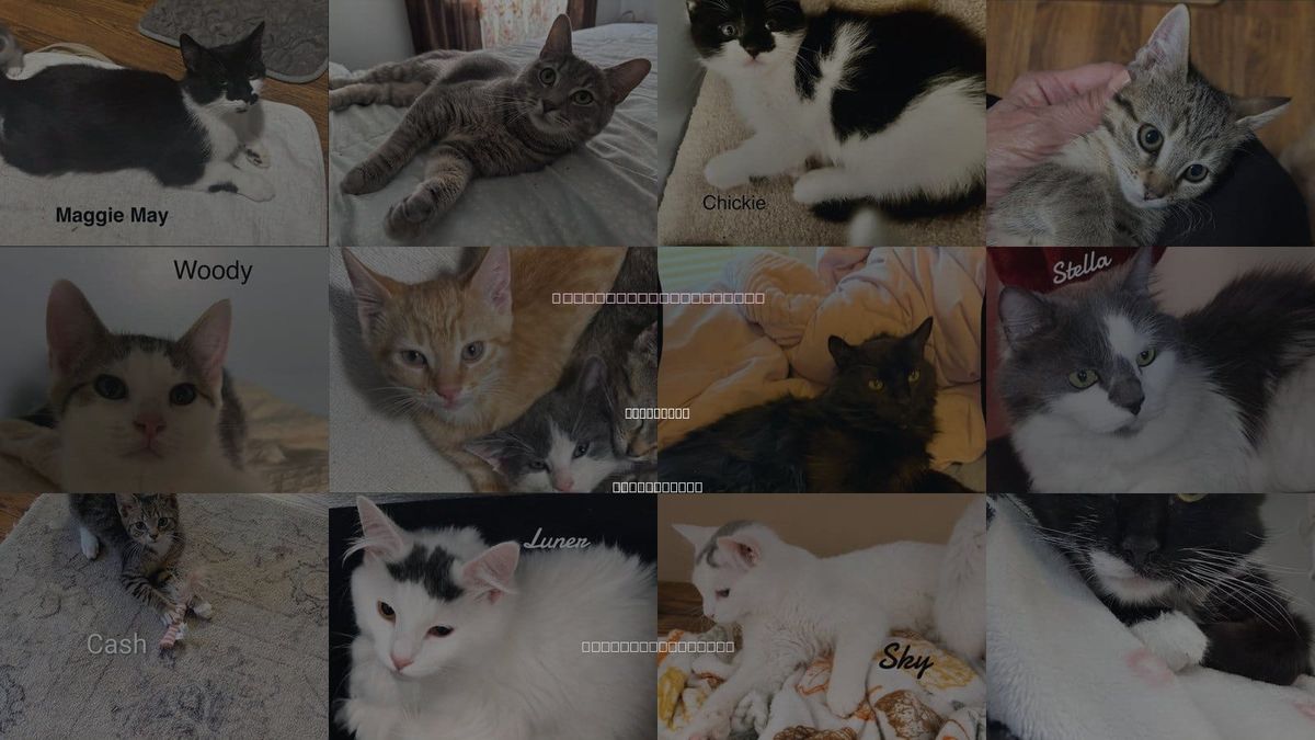 Cats for Adoption in Naugatuck, Connecticut