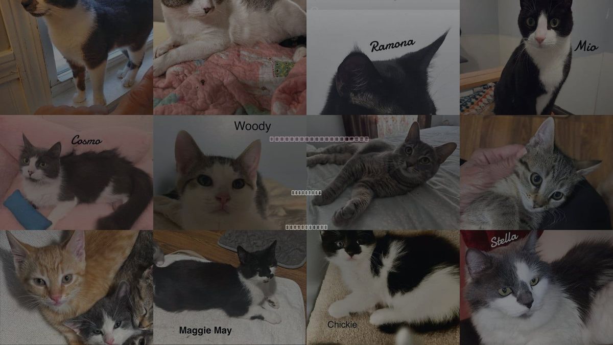 Cats for Adoption in Naugatuck, Connecticut