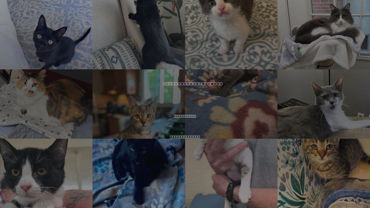 Cats for Adoption in New Bedford, Massachusetts