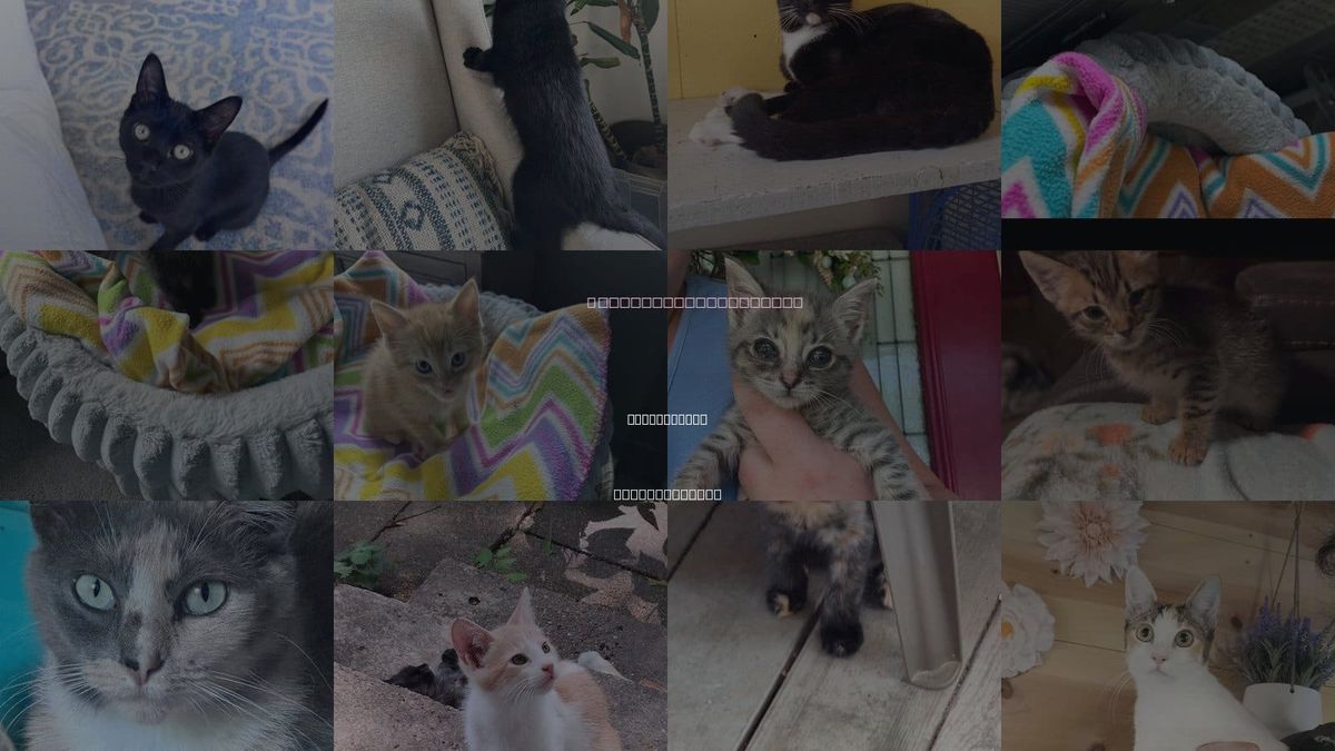 Cats for Adoption in New Bedford, Massachusetts