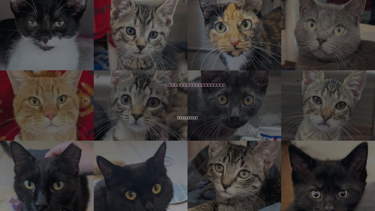 Cats for Adoption in New Berlin, Wisconsin