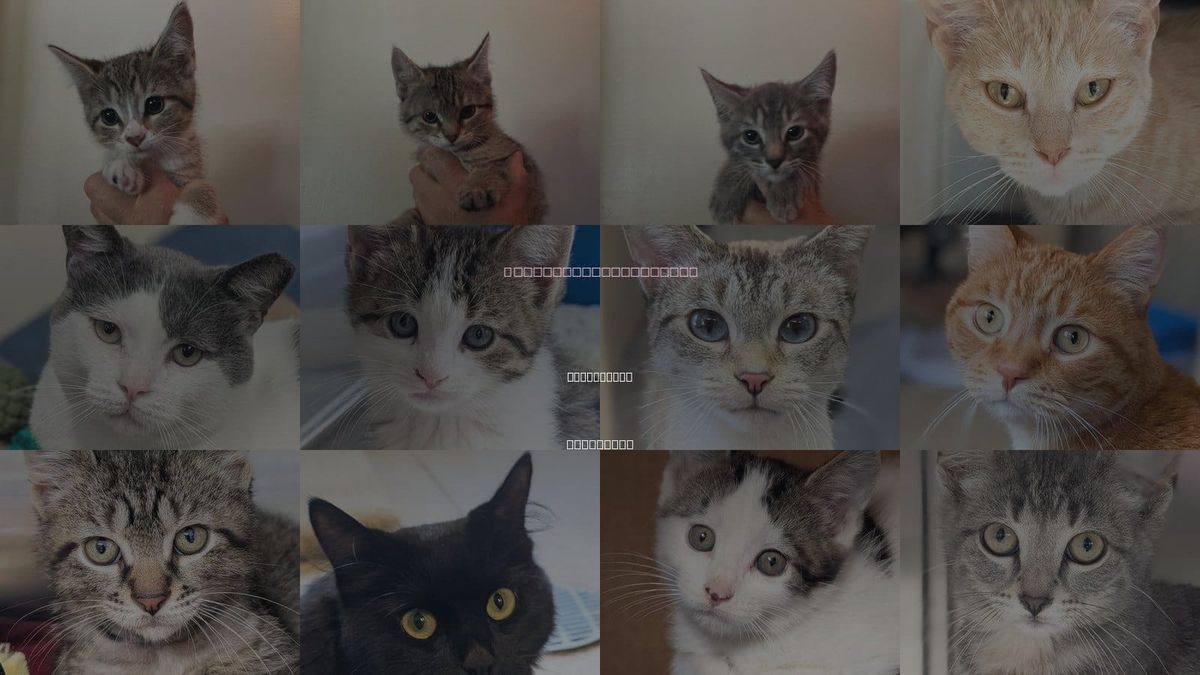 Cats for Adoption in New Berlin, Wisconsin