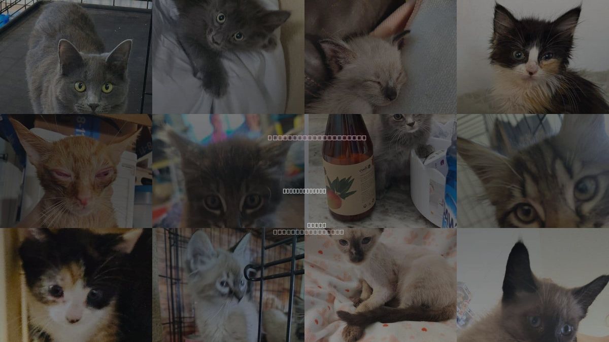 Cats for Adoption in New Braunfels, Texas