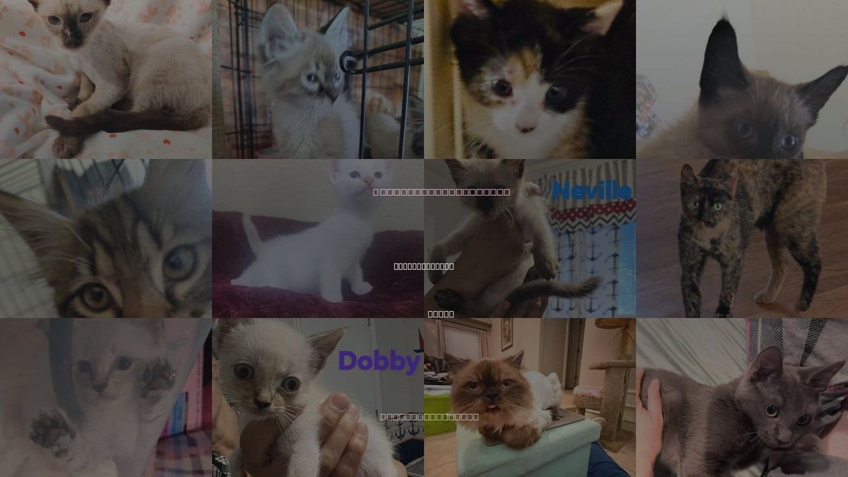 Cats for Adoption in New Braunfels, Texas