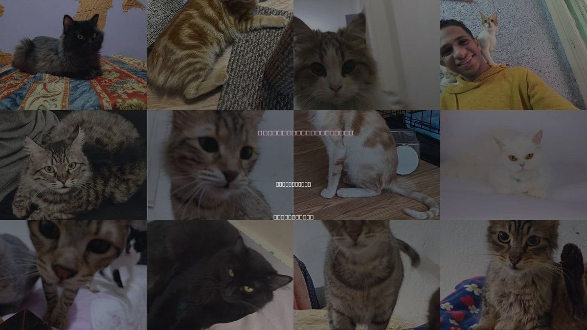 Cats for Adoption in New Britain, Connecticut