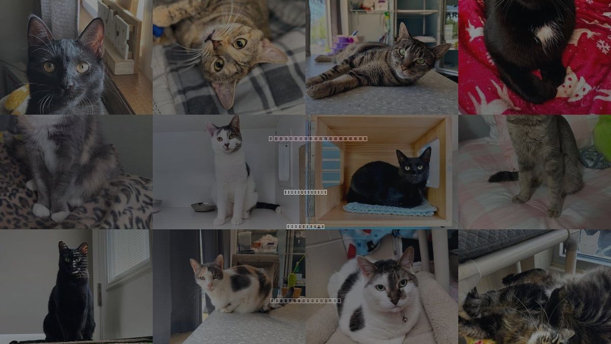 Cats for Adoption in New Brunswick, New Jersey
