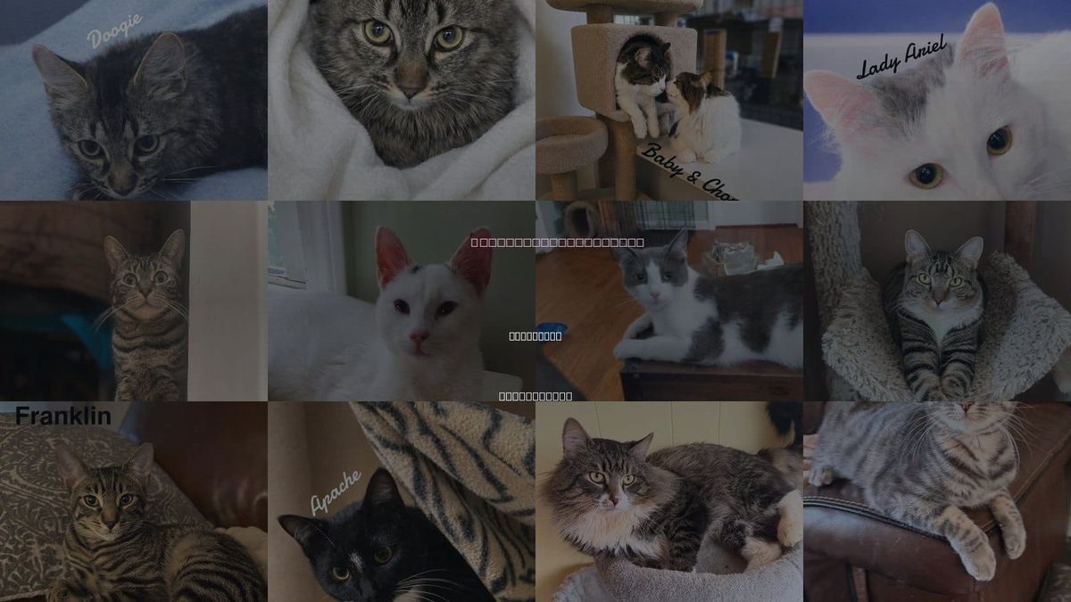 Cats for Adoption in New Haven, Connecticut