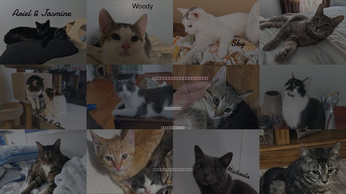 Cats for Adoption in New Haven, Connecticut