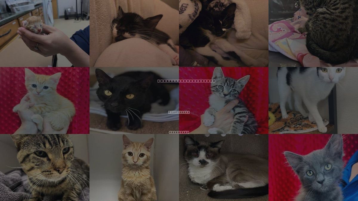 Cats for Adoption in New Orleans, Louisiana