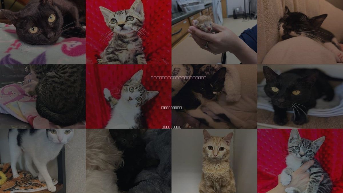 Cats for Adoption in New Orleans, Louisiana