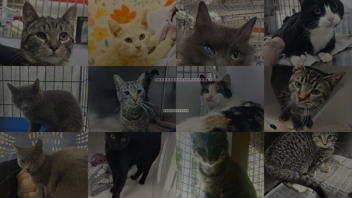 Cats for Adoption in New York City, New York