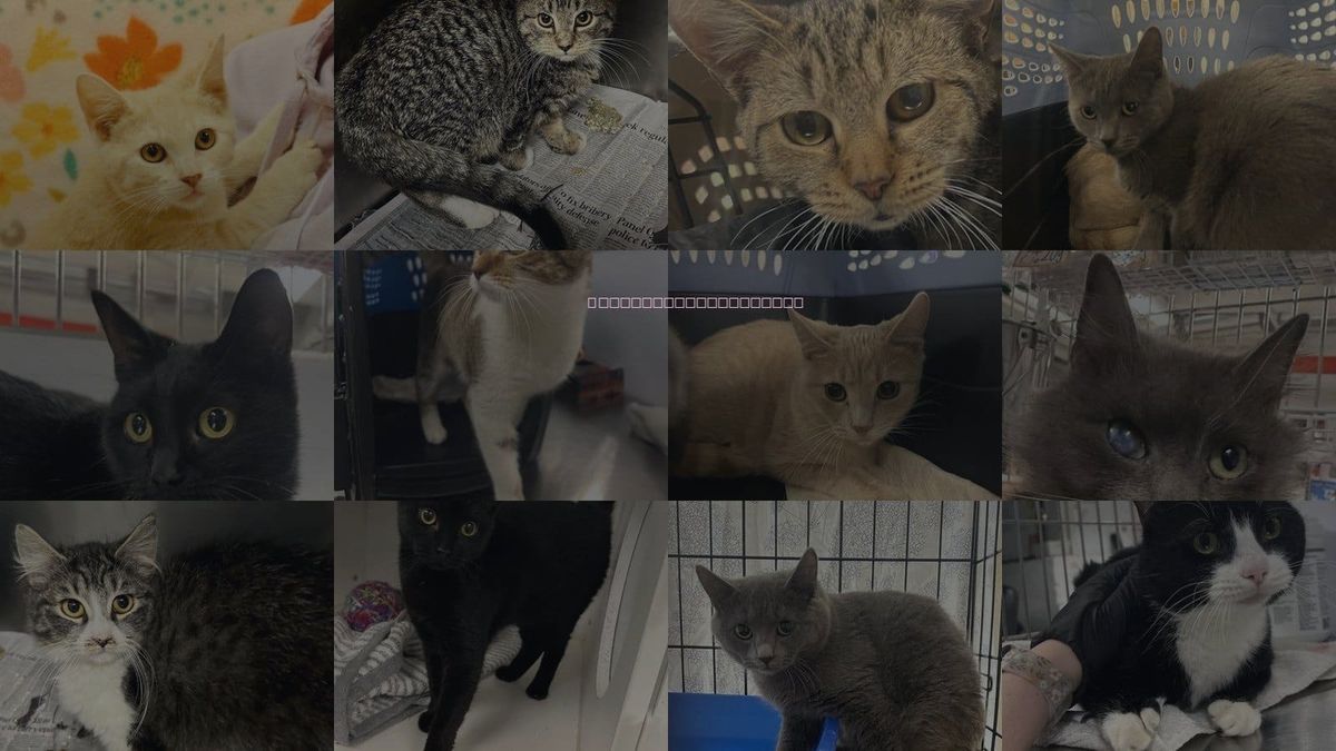Cats for Adoption in New York City, New York
