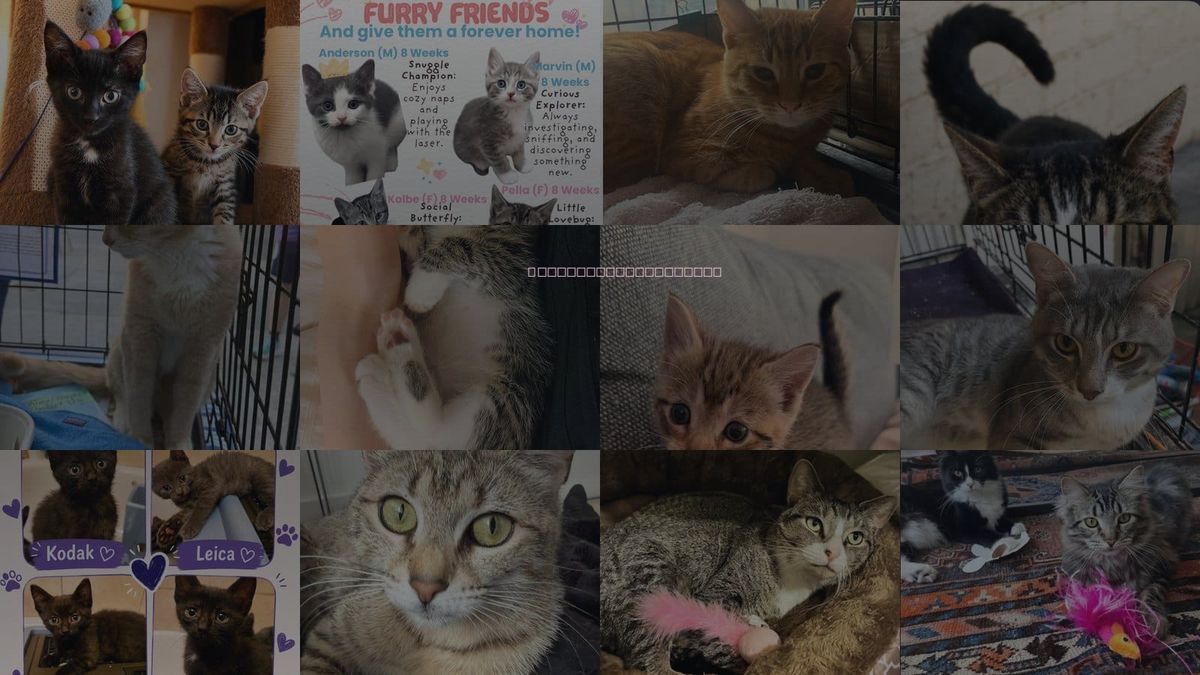 Cats for Adoption in New York, New York