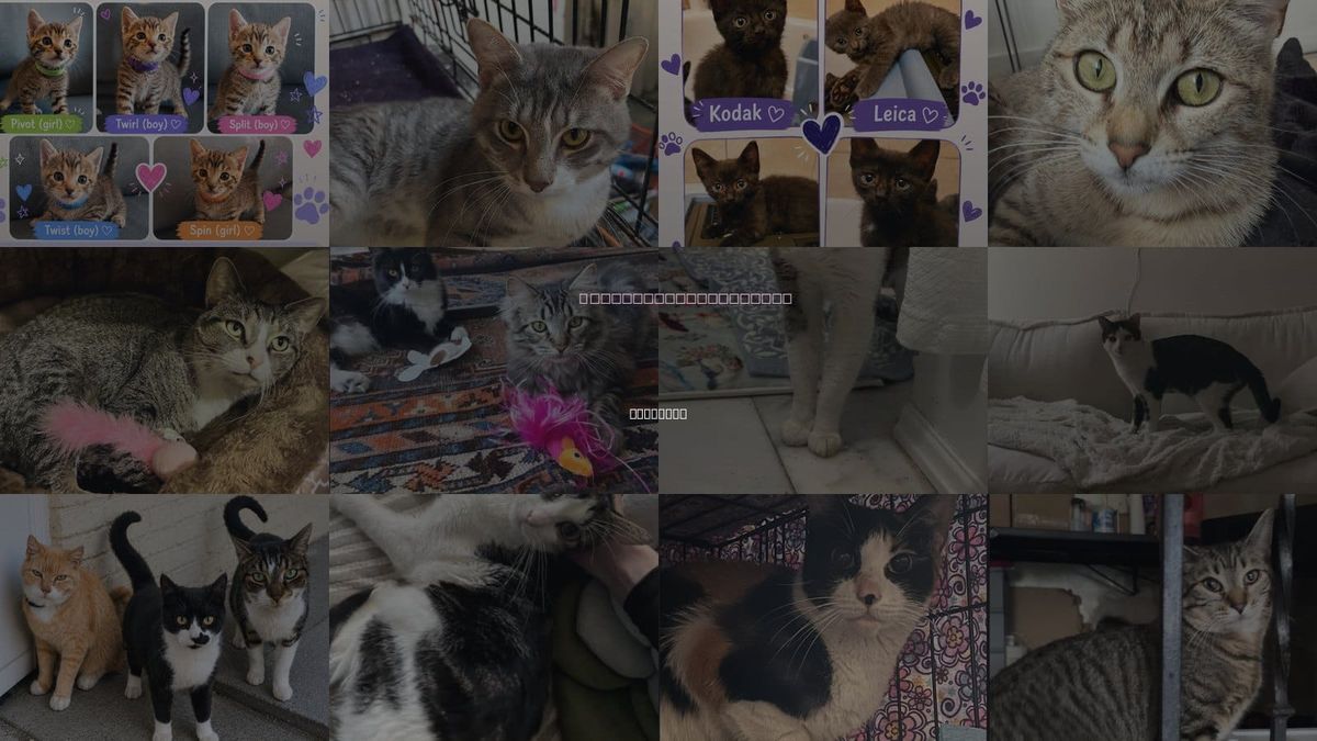 Cats for Adoption in New York, New York