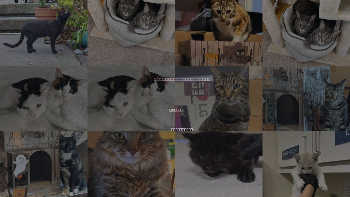 Cats for Adoption in Newark, California