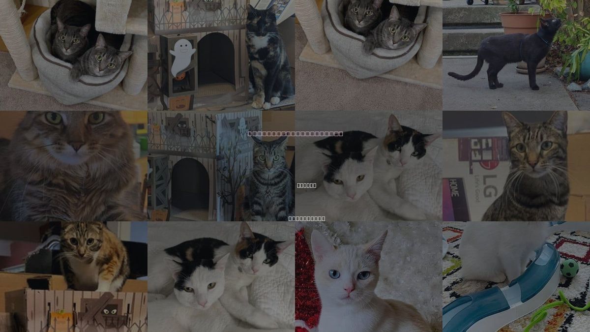 Cats for Adoption in Newark, California