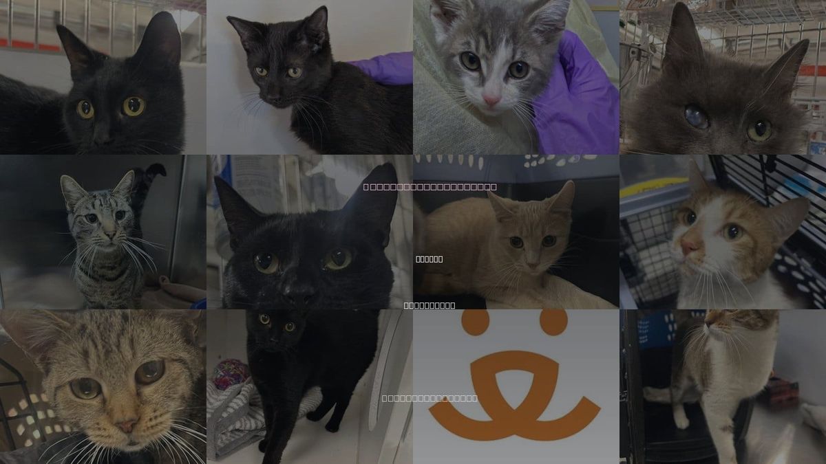 Cats for Adoption in Newark, New Jersey