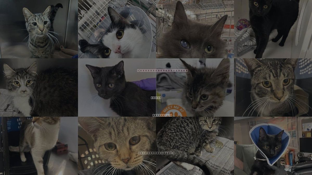 Cats for Adoption in Newark, New Jersey