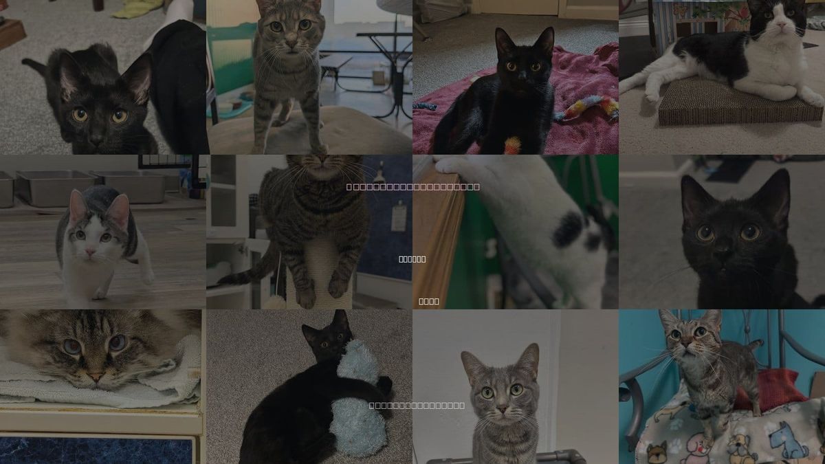 Cats for Adoption in Newark, Ohio