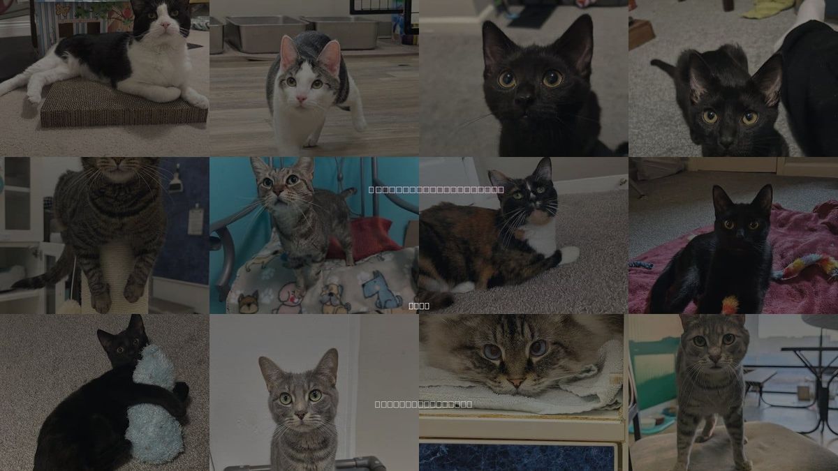 Cats for Adoption in Newark, Ohio