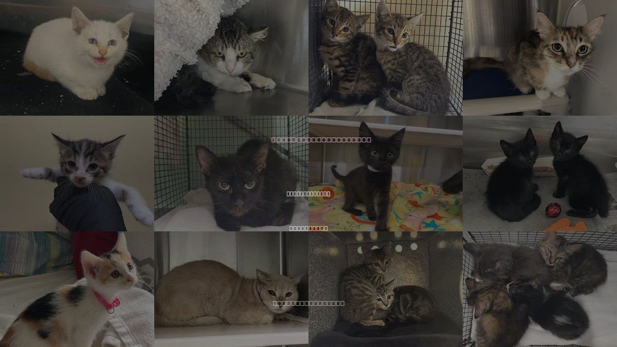 Cats for Adoption in Newport Beach, California