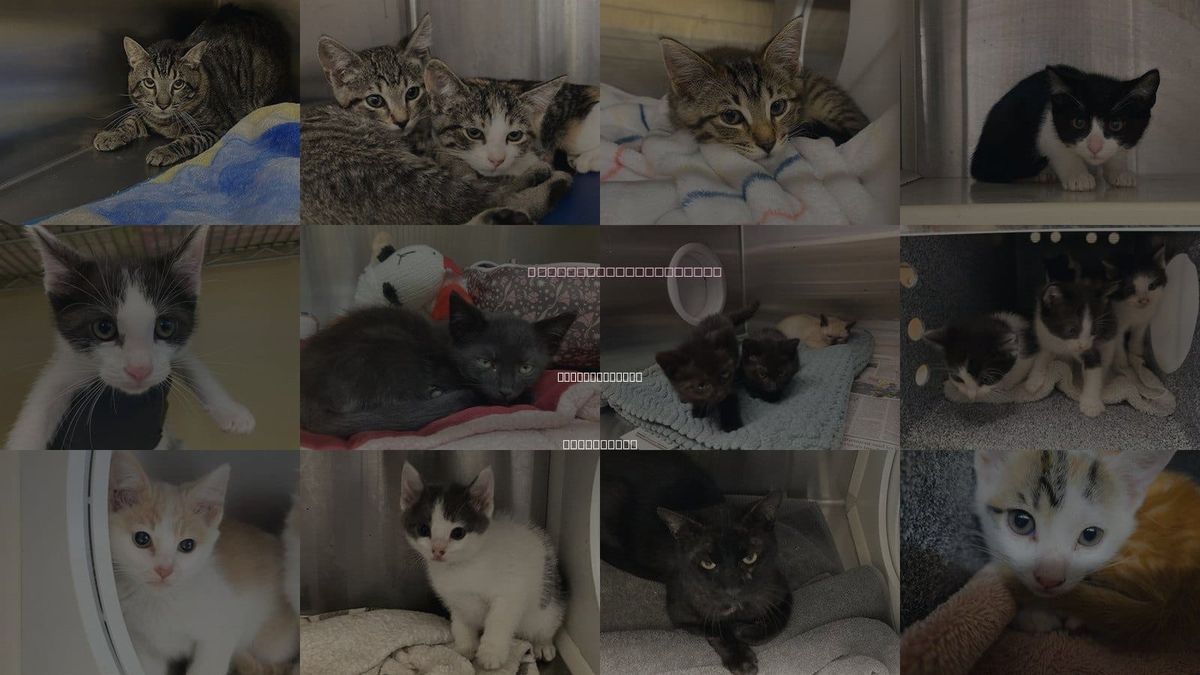 Cats for Adoption in Newport Beach, California