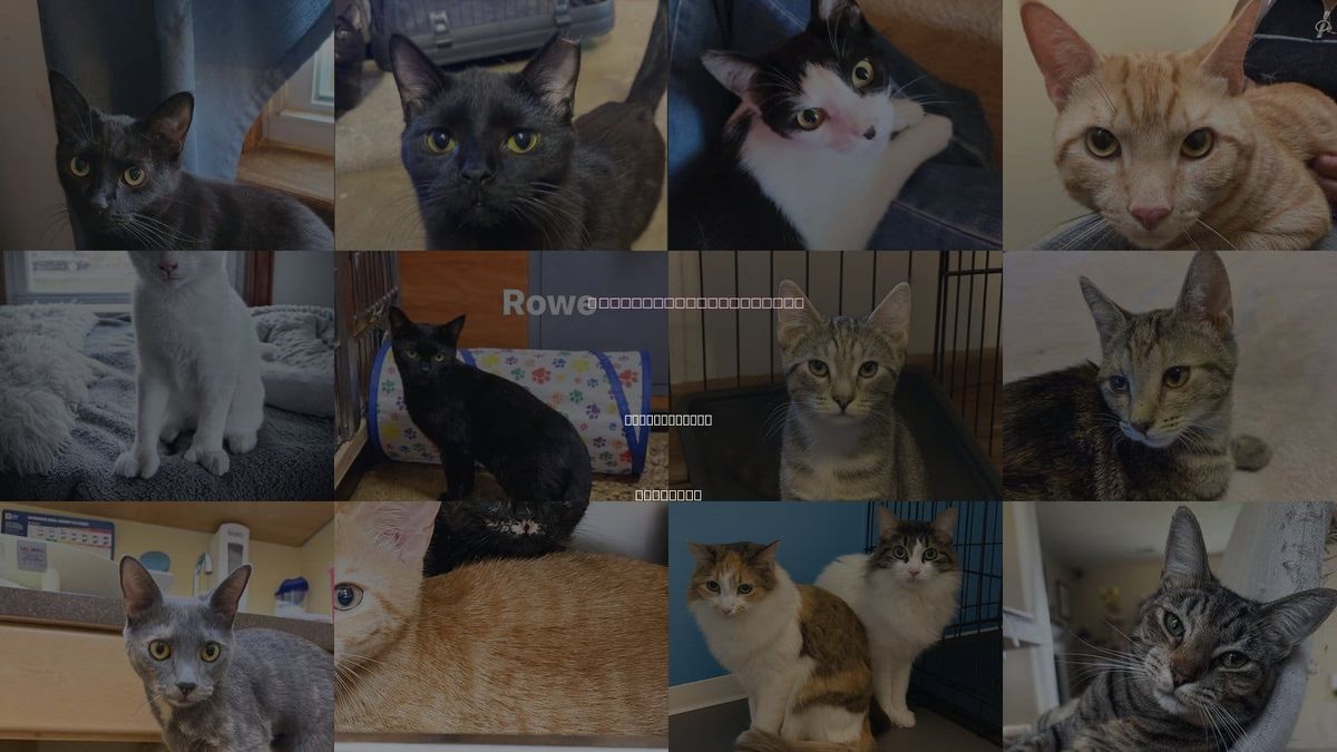 Cats for Adoption in Newport News, Virginia