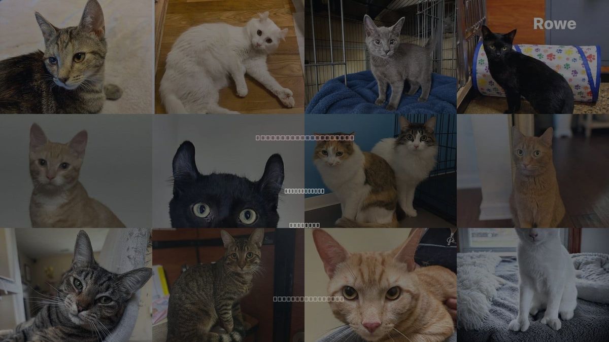 Cats for Adoption in Newport News, Virginia