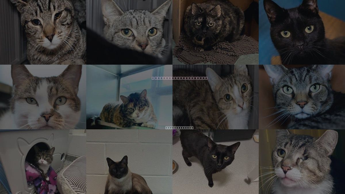 Cats for Adoption in Newton, Massachusetts