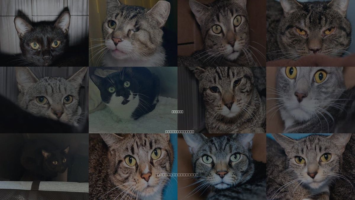 Cats for Adoption in Newton, Massachusetts