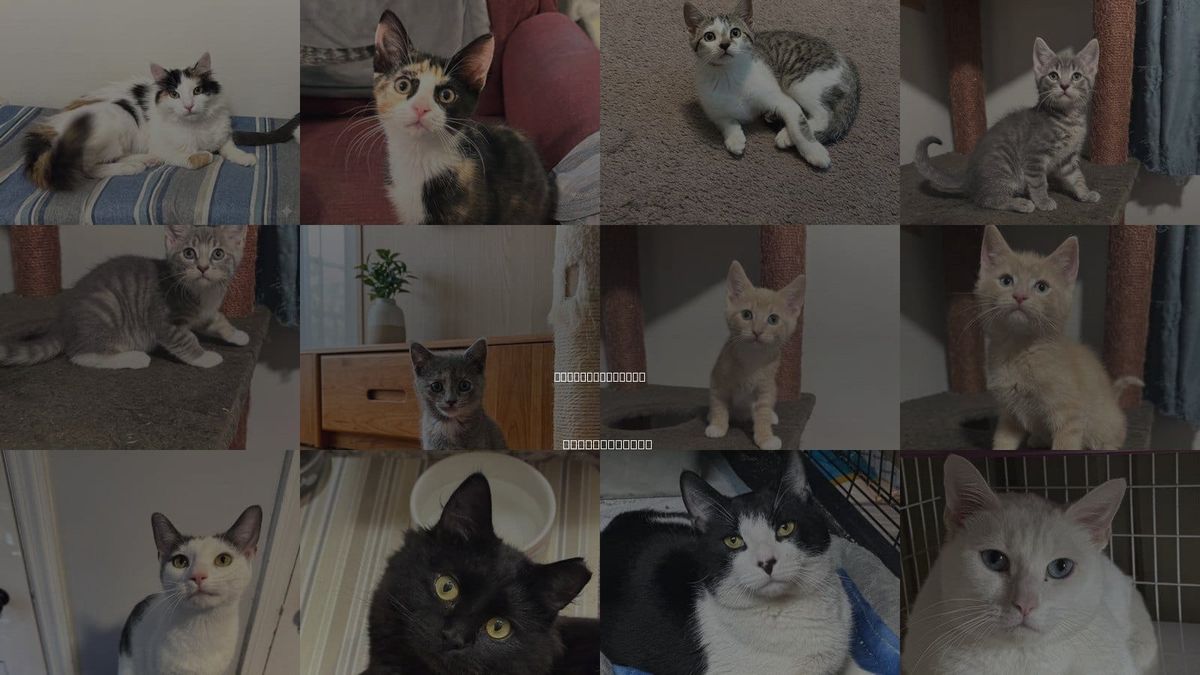 Cats for Adoption in Newtown Square, Pennsylvania