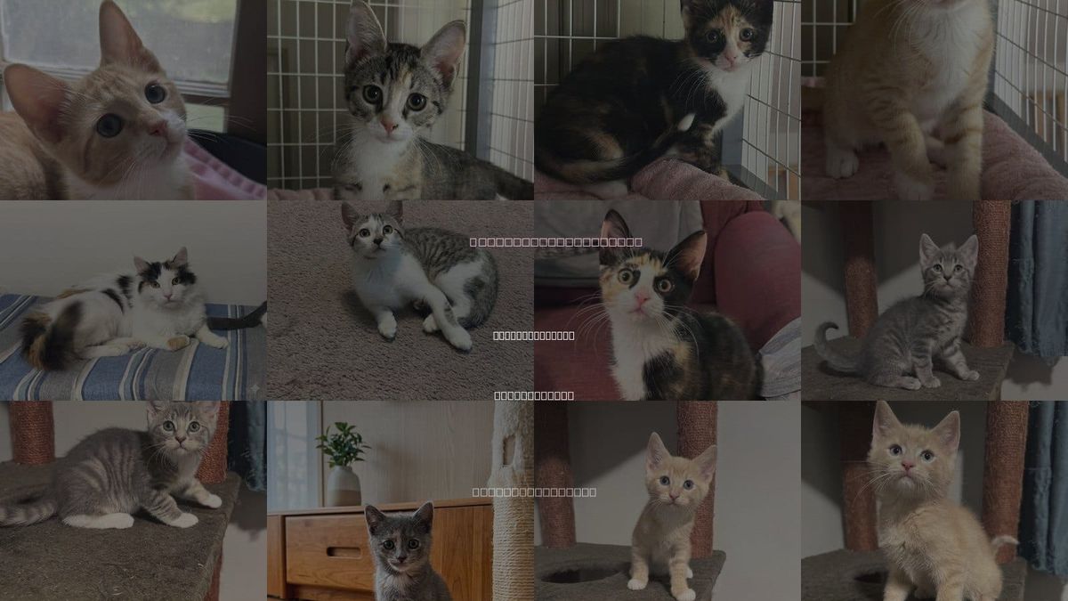 Cats for Adoption in Newtown Square, Pennsylvania