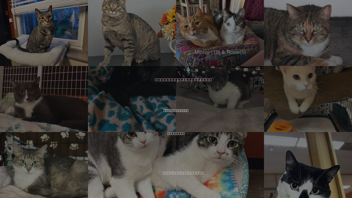 Cats for Adoption in Niagara Falls, New York
