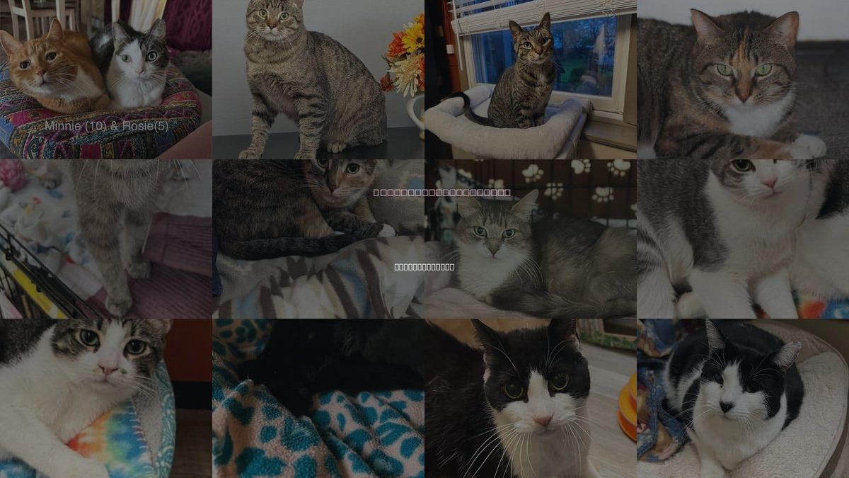 Cats for Adoption in Niagara Falls, New York