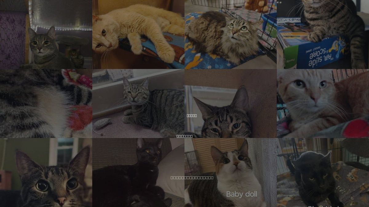 Cats for Adoption in Niles, Indiana