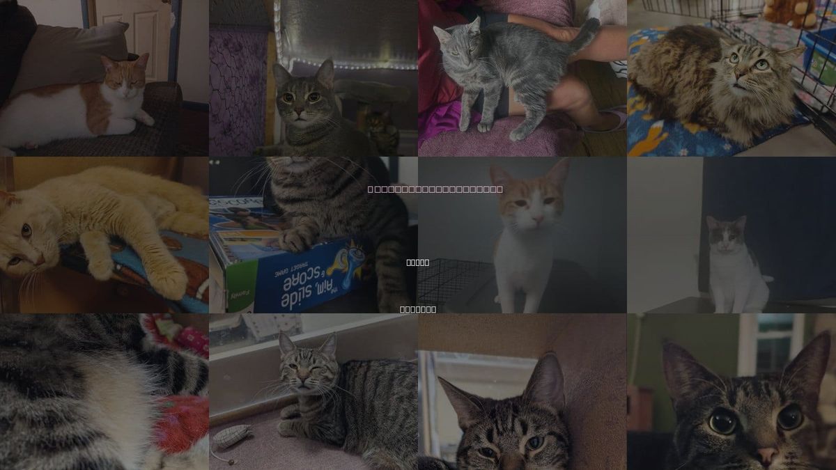 Cats for Adoption in Niles, Indiana