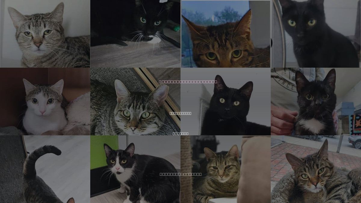 Cats for Adoption in Noblesville, Indiana