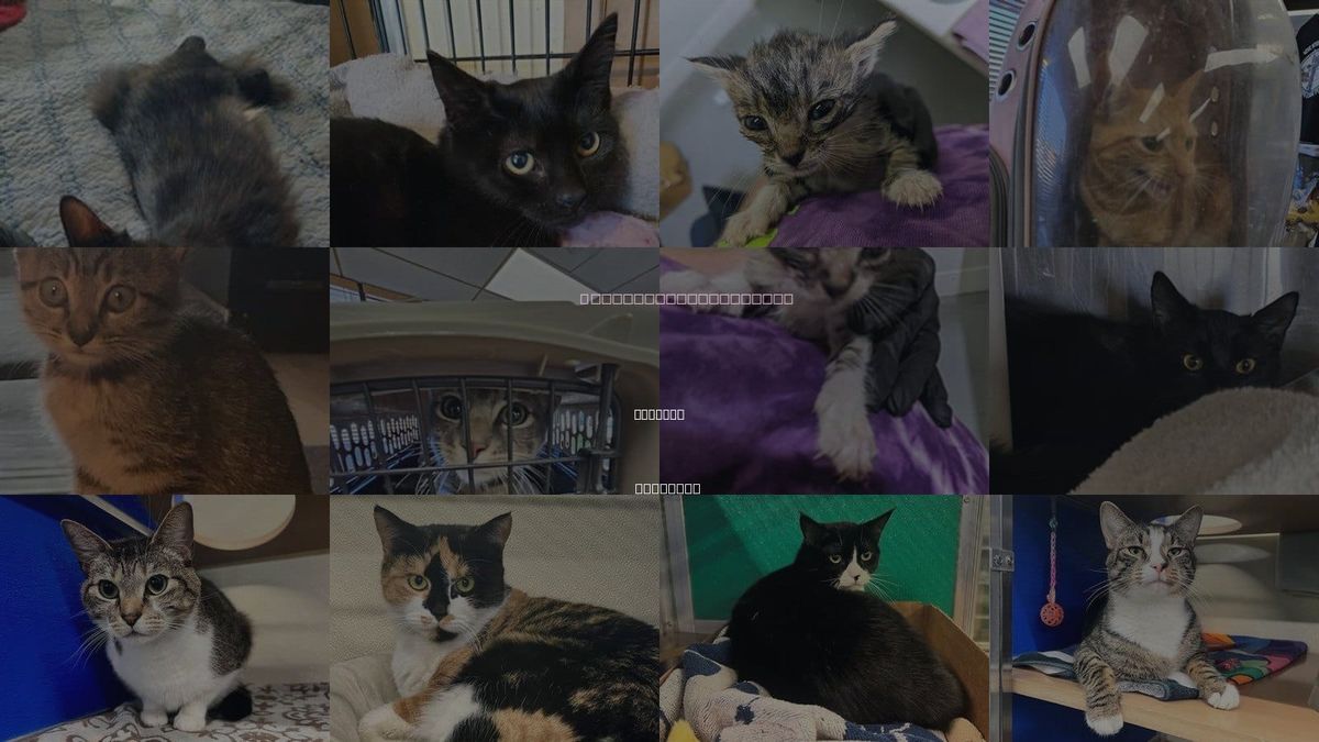 Cats for Adoption in Norfolk, Virginia
